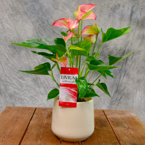 Un Anthurium de couleur rouge et blanc  dans une céramique