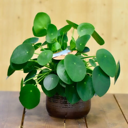 Le Pilea aussi connu sous le nom de plante à monnaie chinoise