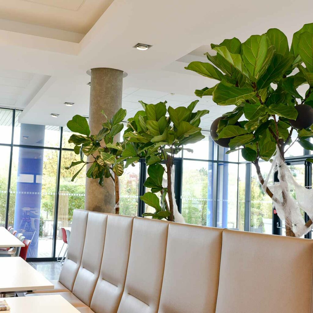 Plantes pour vos bureaux