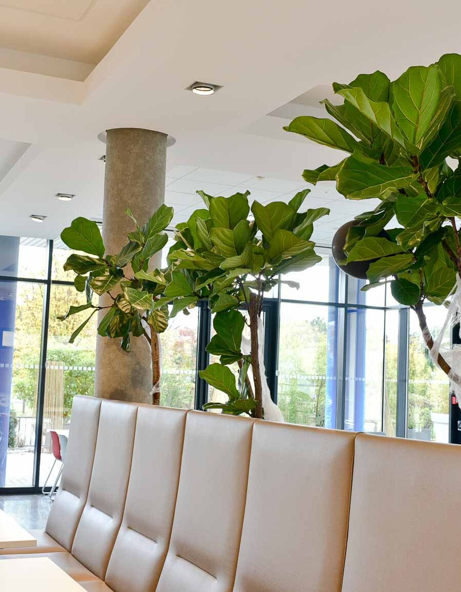 Plantes pour vos bureaux