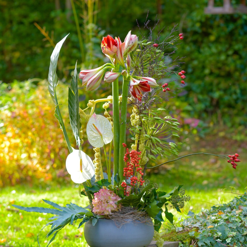 Abonnement floral avec des Amaryllis_