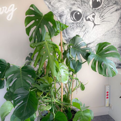 Monstera Délisiosa_