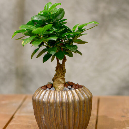 Un joli petit arbre pour l'intérieur / Le Ficus ginseng