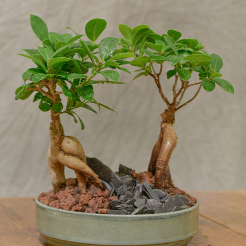 Une petit forêt de Ginseng pour votre intérieur