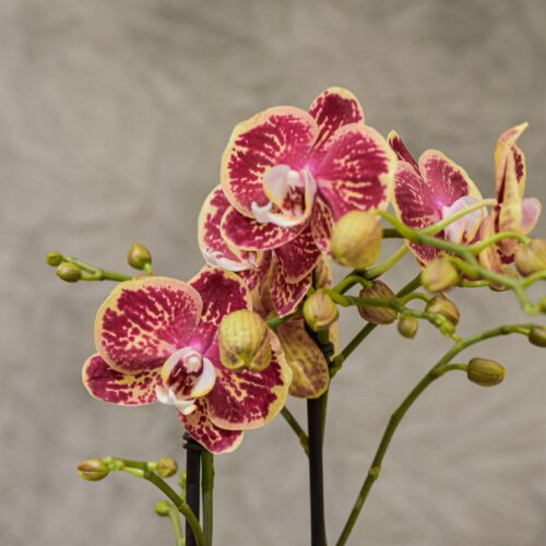 Une Orchidée colorée de deux tiges et son cache-pot