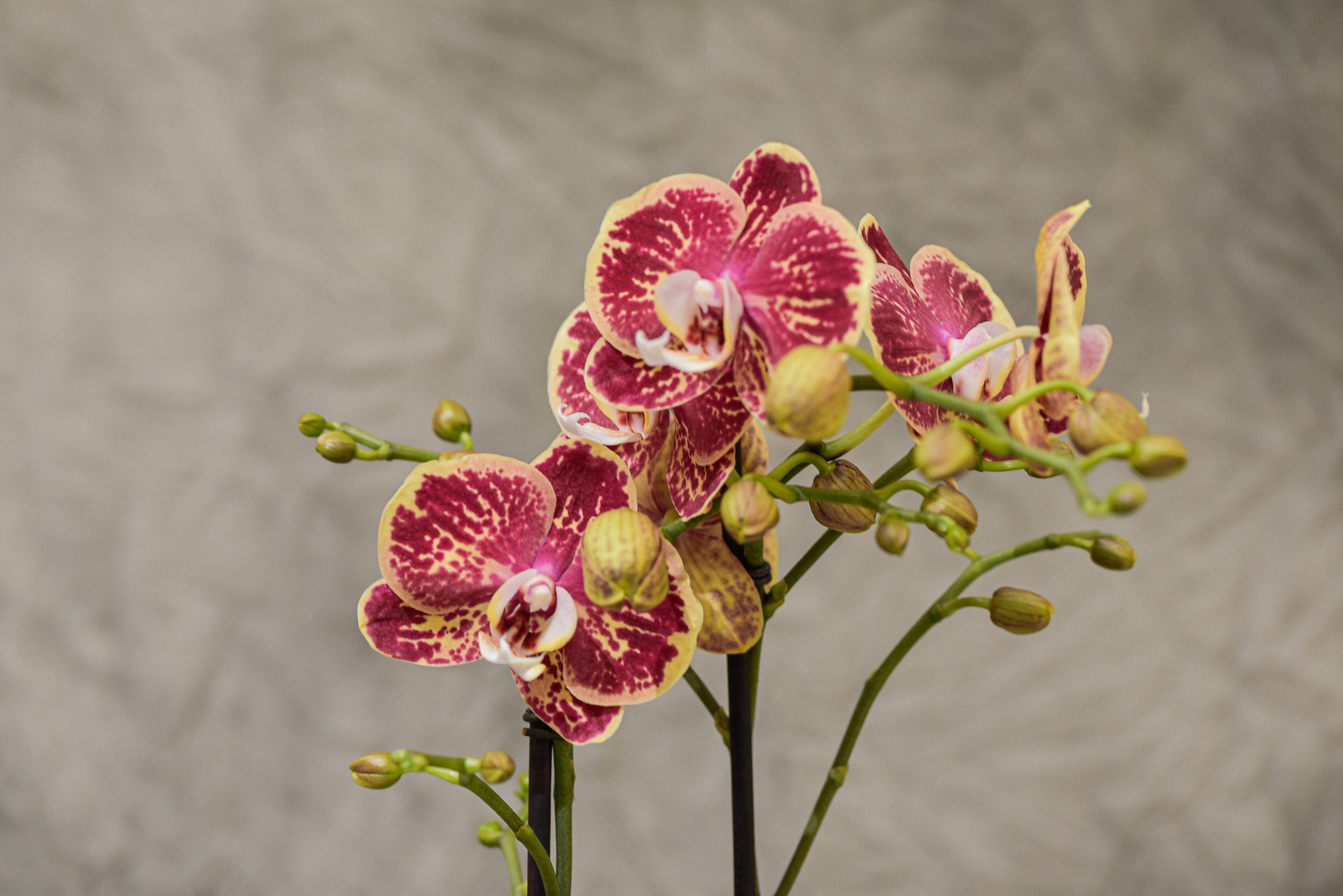 Une Orchidée colorée de deux tiges et son cache-pot