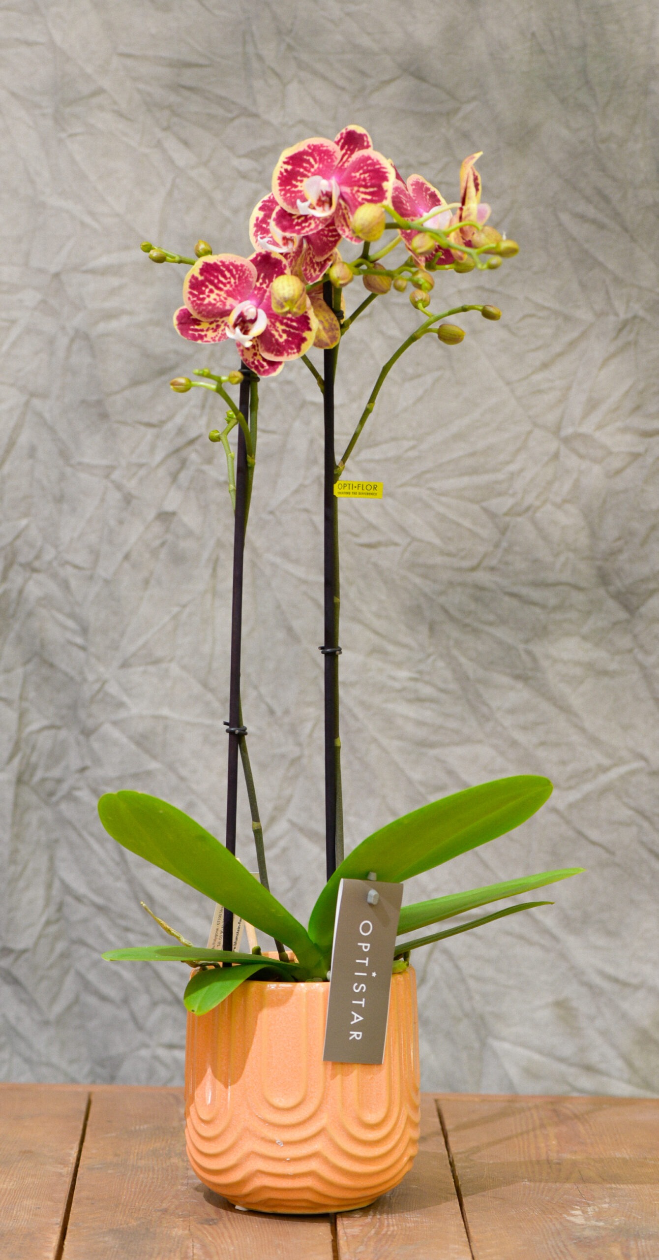 Une Orchidée colorée de deux tiges et son cache-pot – Image 3