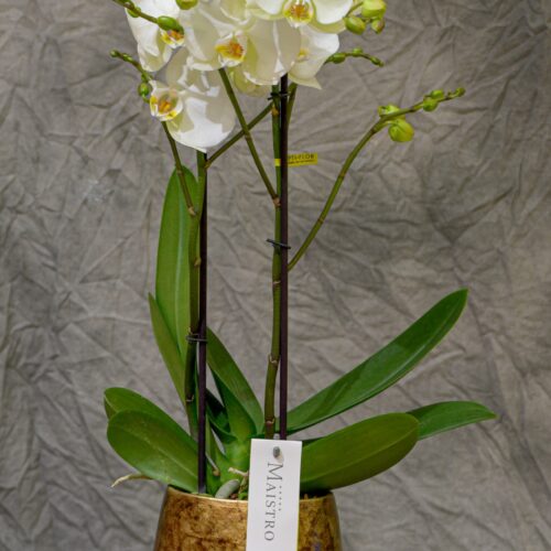 Une jolie Orchidée blanche de deux tiges de floraison avec son cache-pot