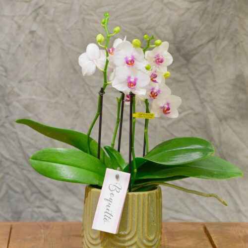 Une Orchidée blanche de petites fleurs et son cache-pot blanc