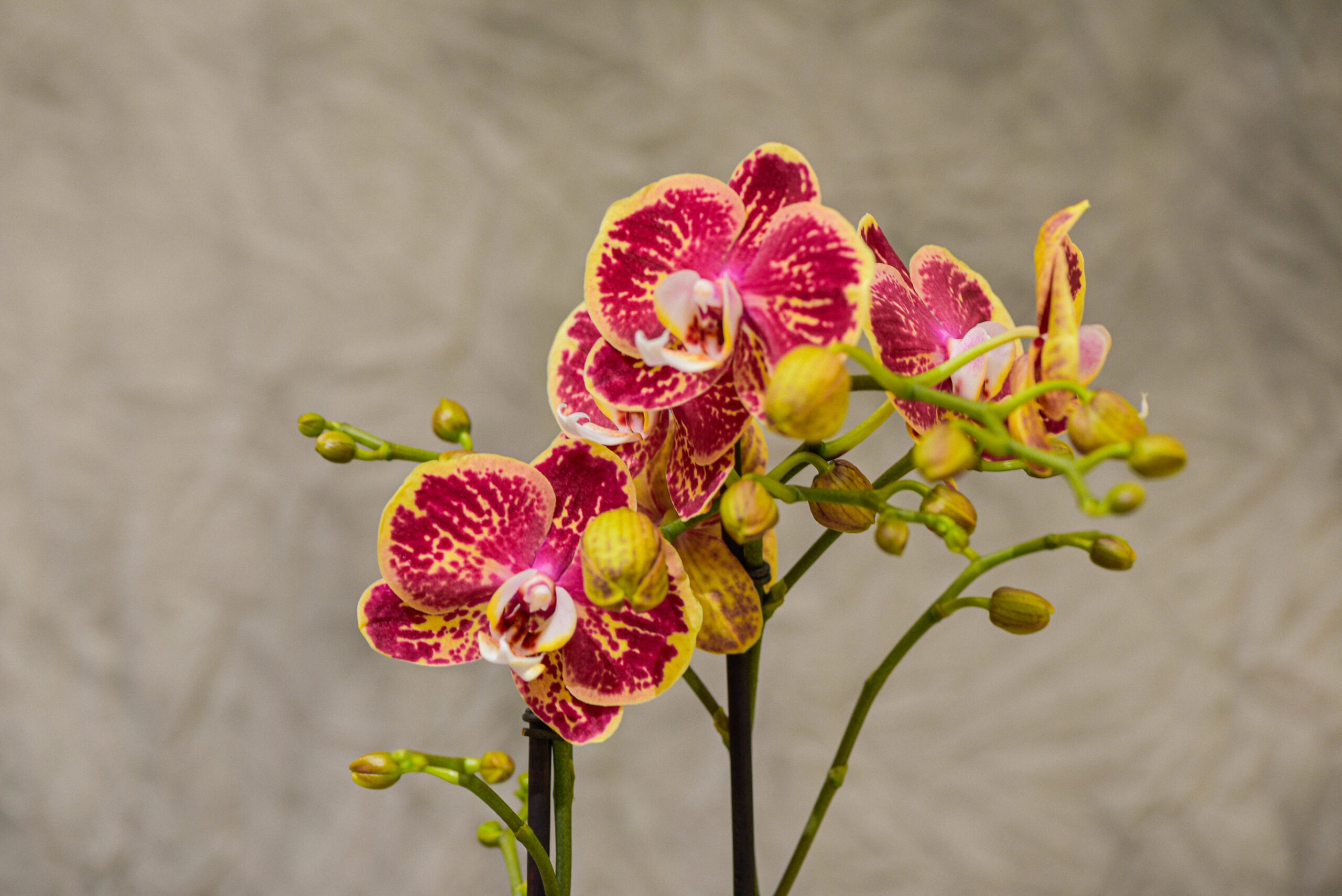 Une Orchidée colorée de deux tiges et son cache-pot – Image 2
