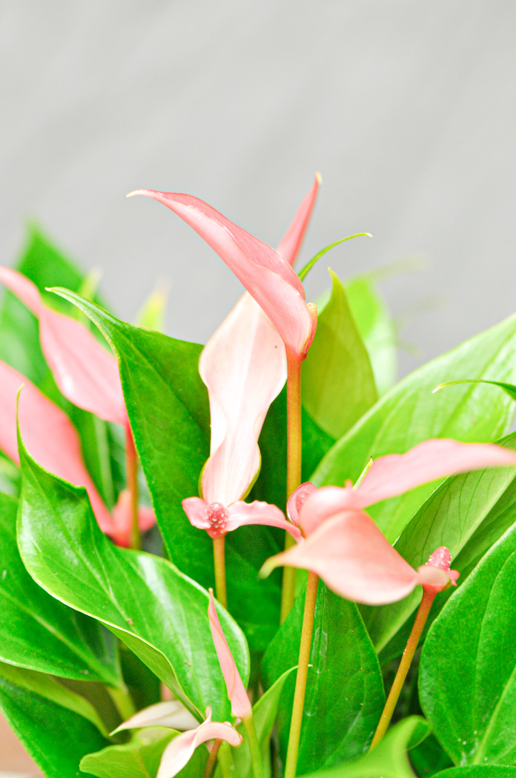 Une Jolie composition de petite d'Anthurium dans une céramique – Image 6