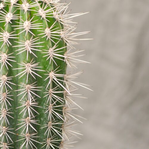 Un cactus original "le Pachycereus "