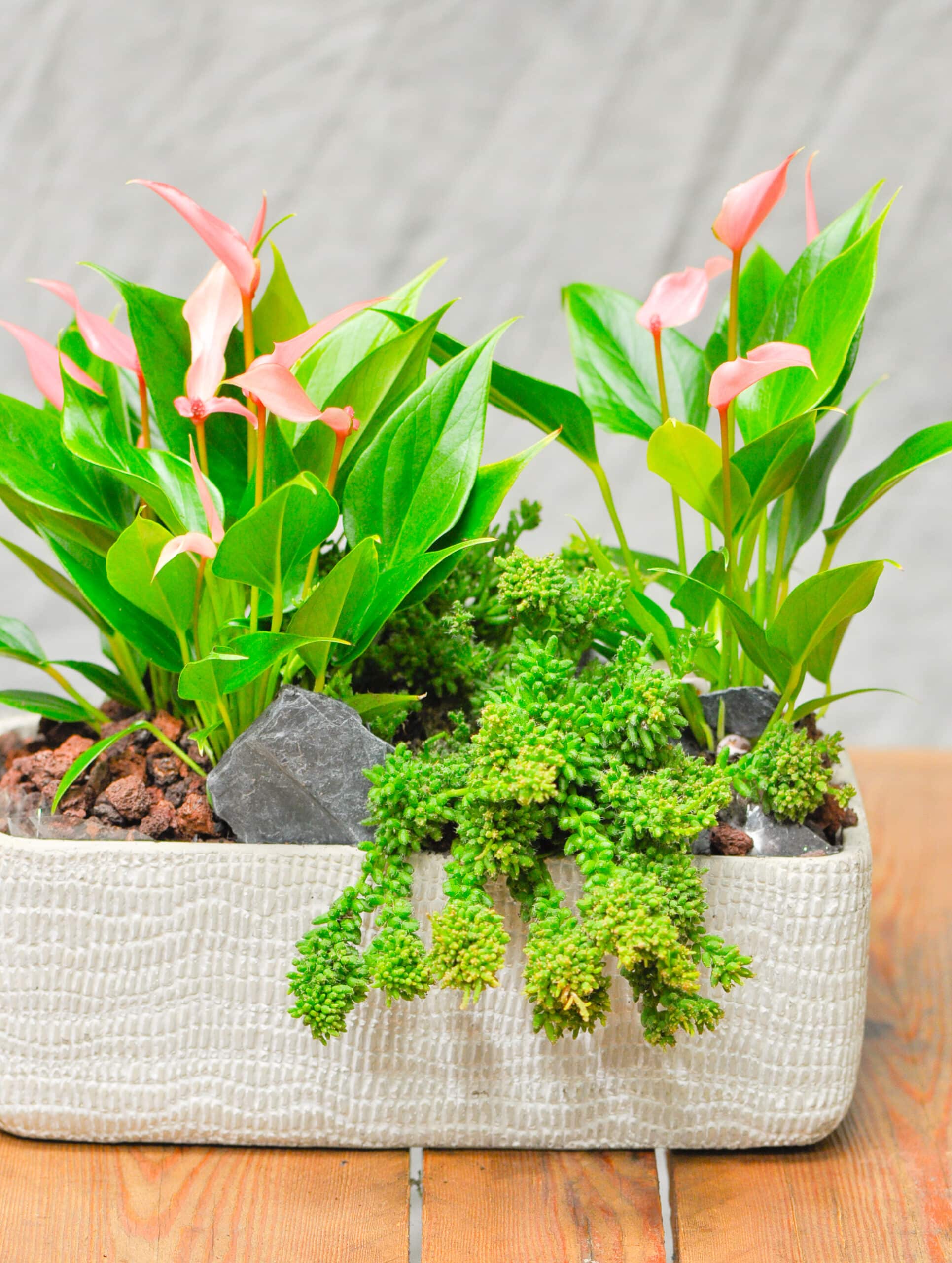 Une Jolie composition de petite d'Anthurium dans une céramique – Image 5