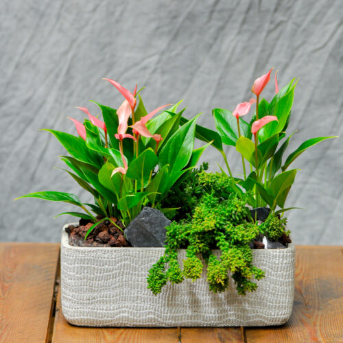 Une Jolie composition de petite  d'Anthurium dans une céramique