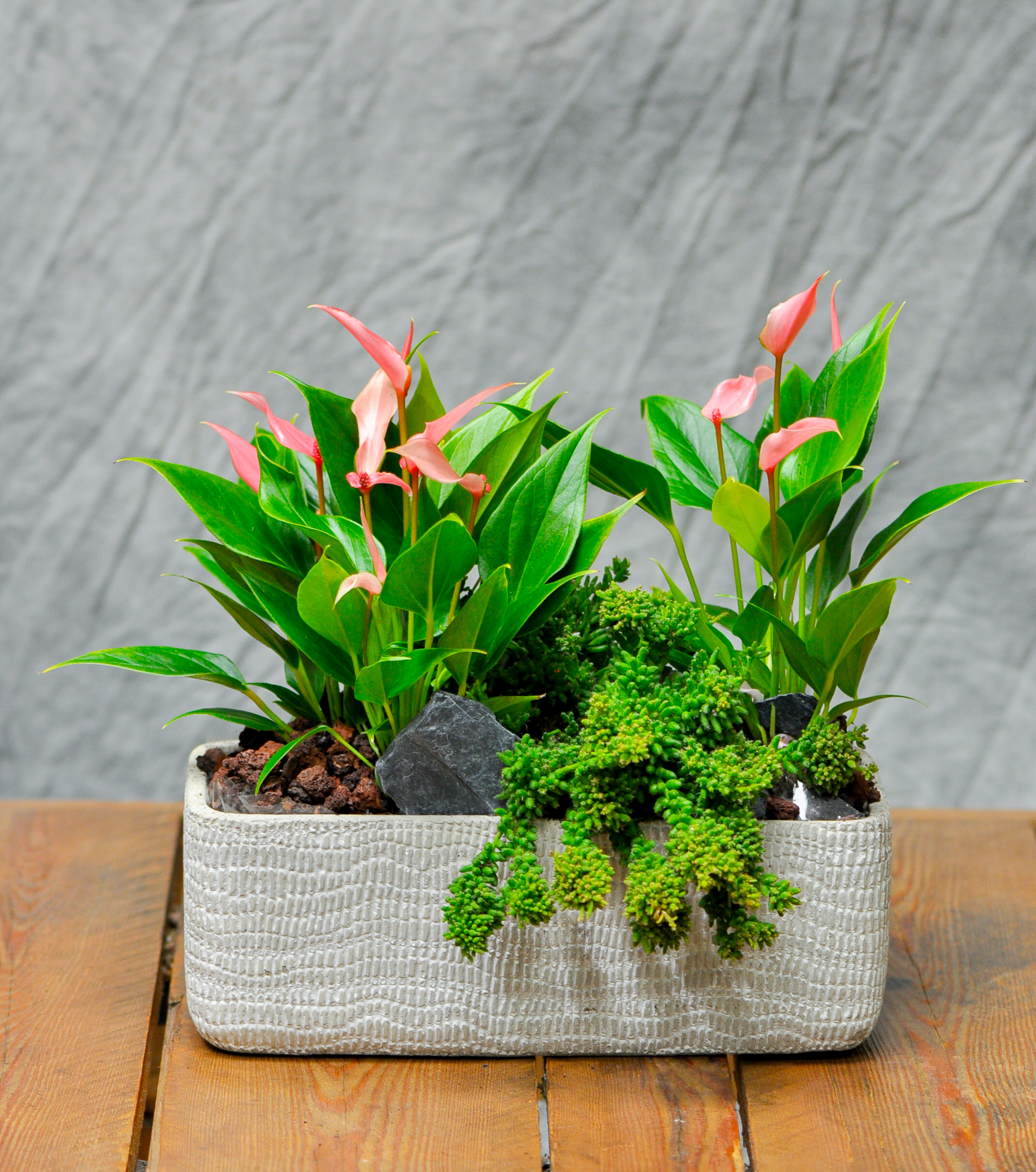 Une Jolie composition de petite d'Anthurium dans une céramique