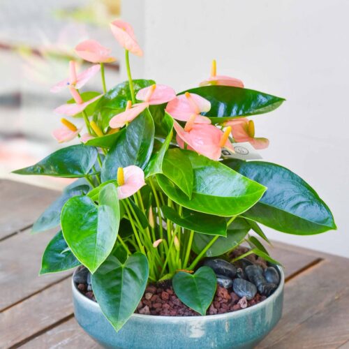 La coupe d'Anthurium dans une céramique