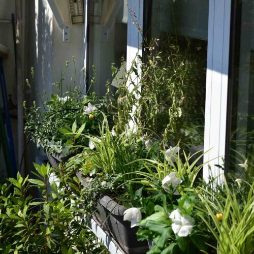 Aménagement de jardinière comme à l'Anglaise 