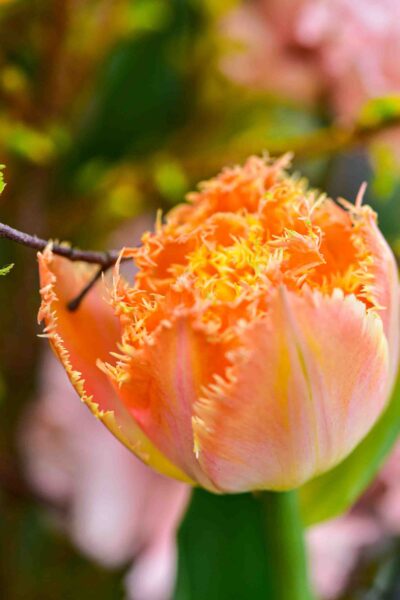 Tulipe orange avec pétales frisés.