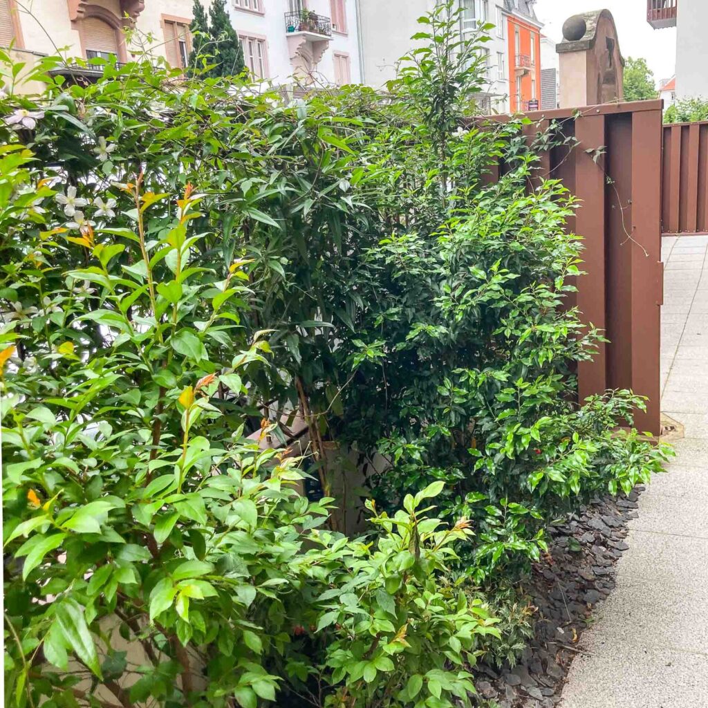 Jardin verdoyant avec clôture en métal.