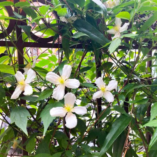 les plantes en place suivant la saison des fleurs -2