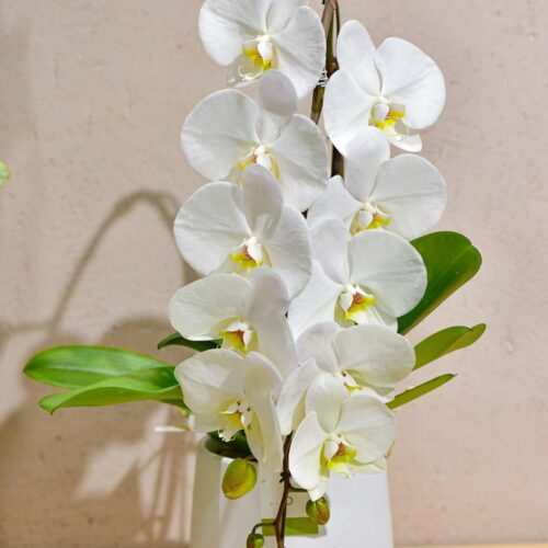 Orchidée blanche élégante en pot.