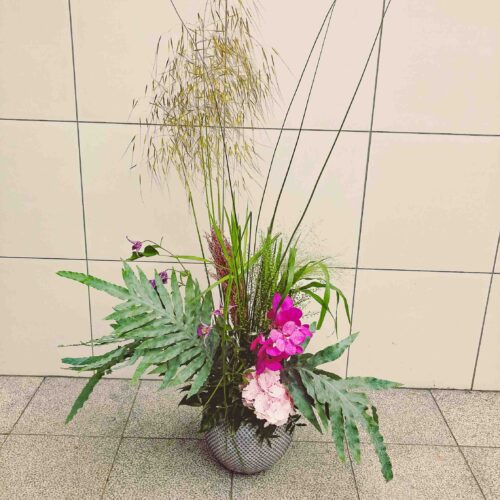 Abonnement d'accueil avec une superbe Orchidèe