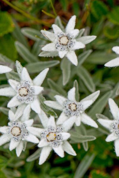 L'Edelweiss L'Edelweiss