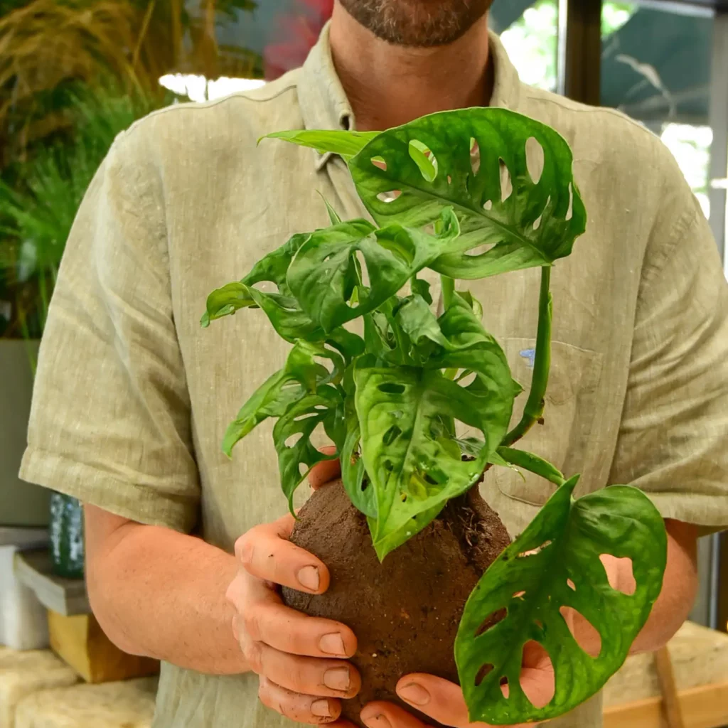 Atelier de Kokedama_