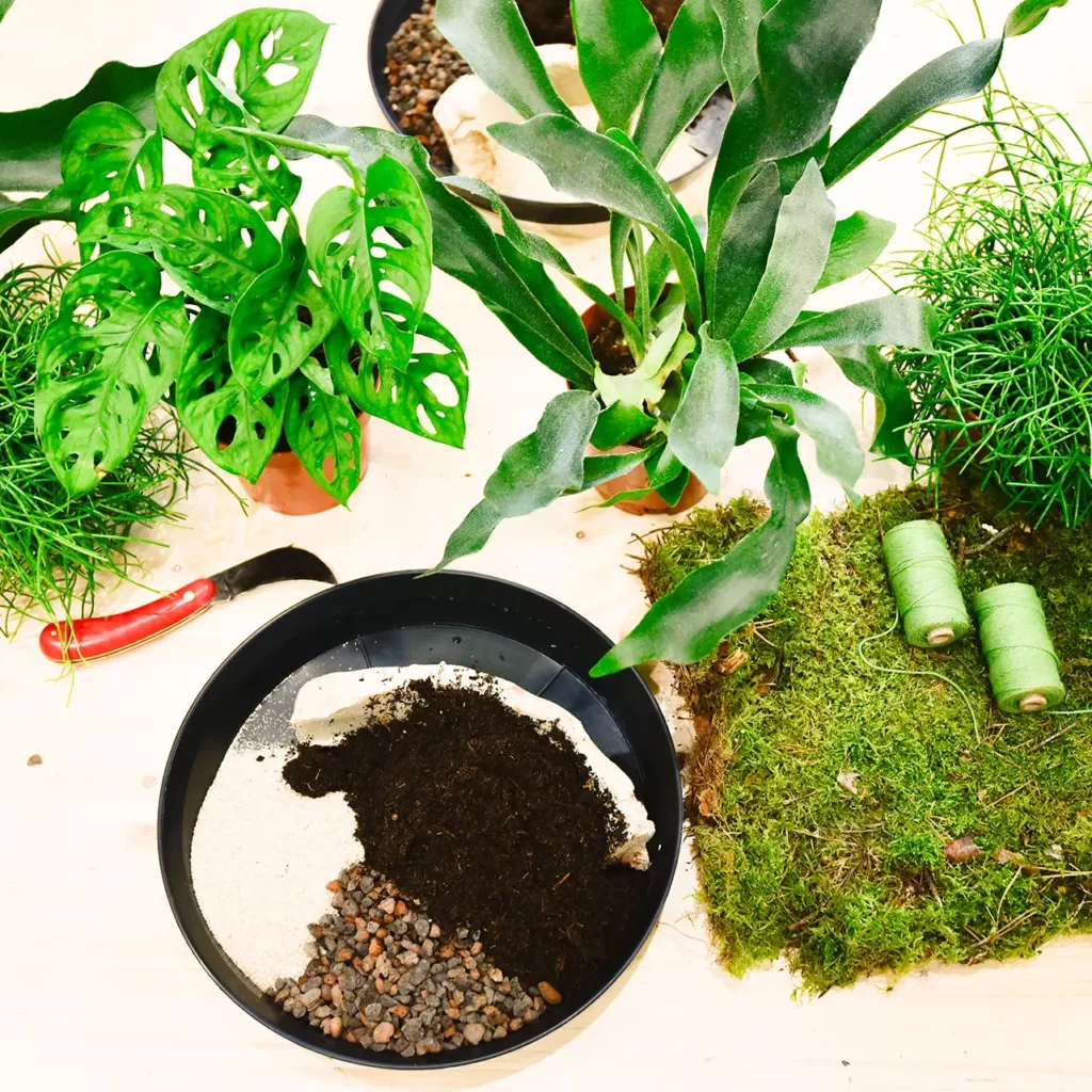 Atelier de Kokedama_-2