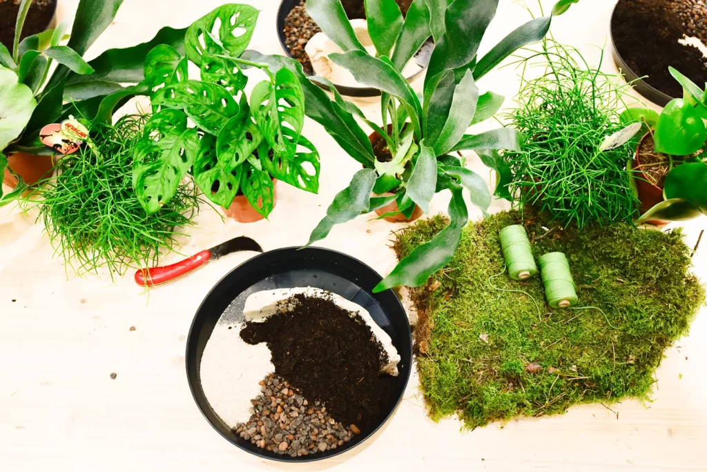 Atelier de Kokedama_-2