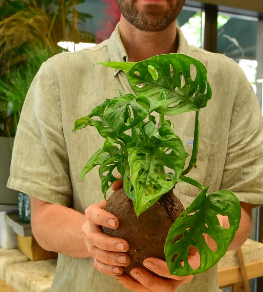Atelier de Kokedama_