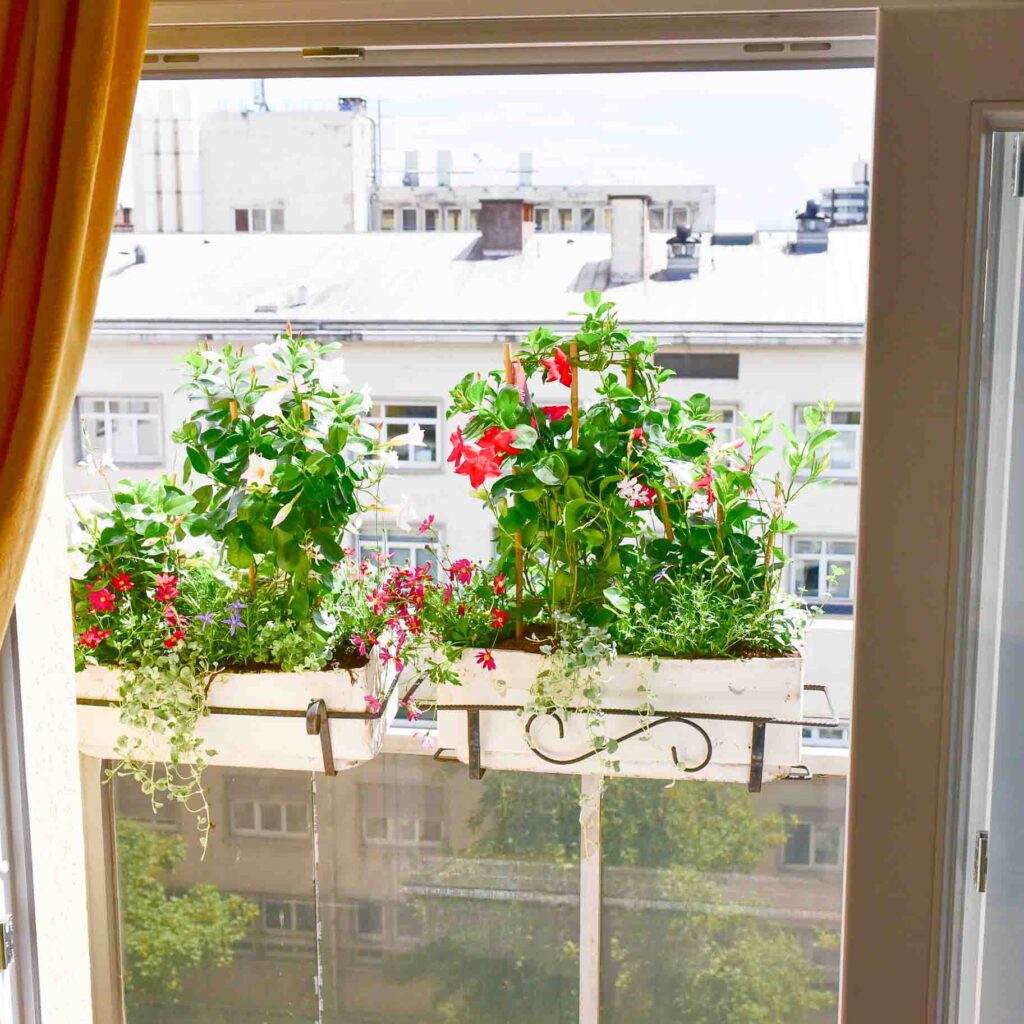 Les jardinières avec un peps de couleurs -2