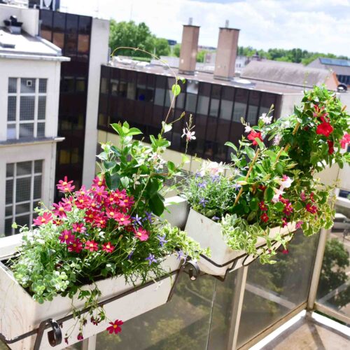 Les jardinières avec un peps de couleurs -3