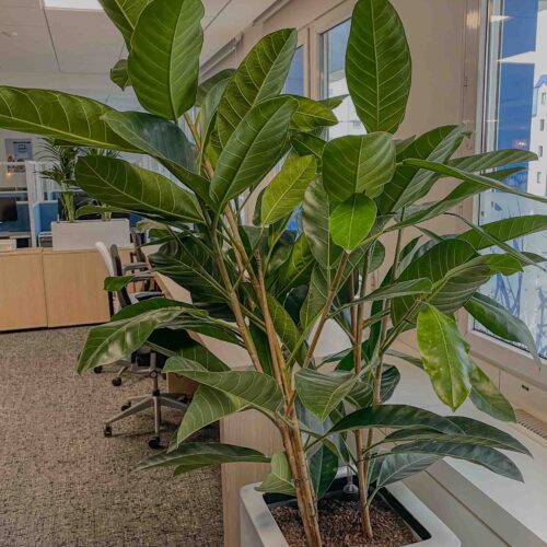 Plantes vertes dans un bureau moderne.
