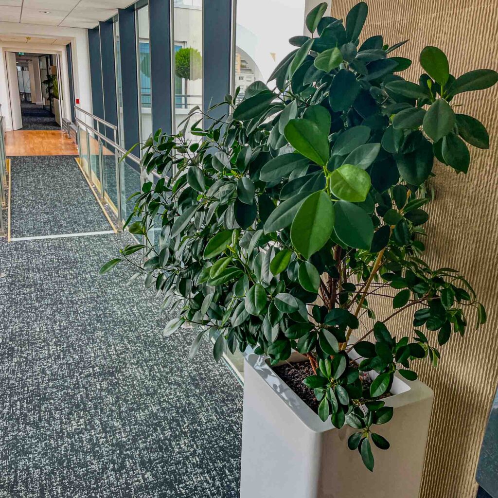 Plante verte dans un couloir moderne.