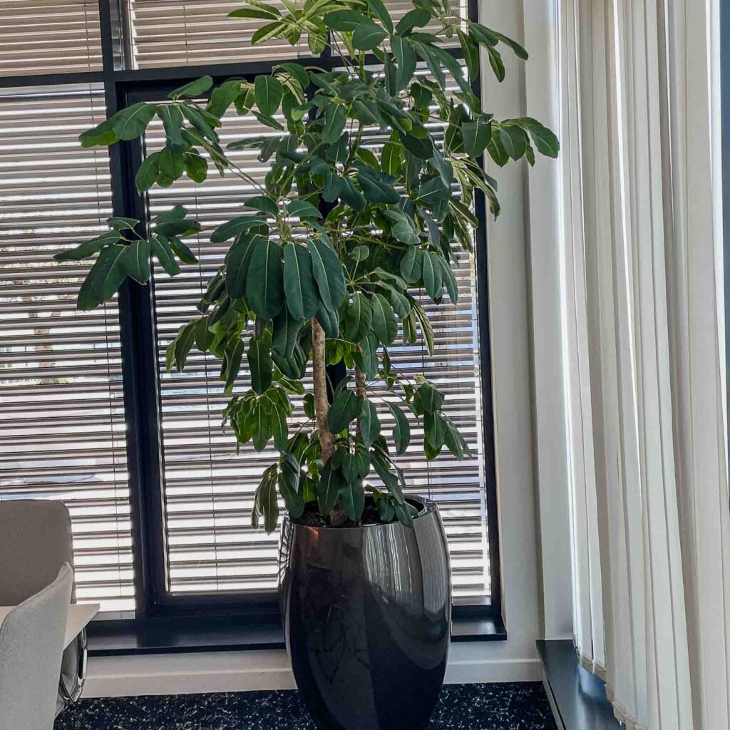 Plante verte dans un bureau moderne.