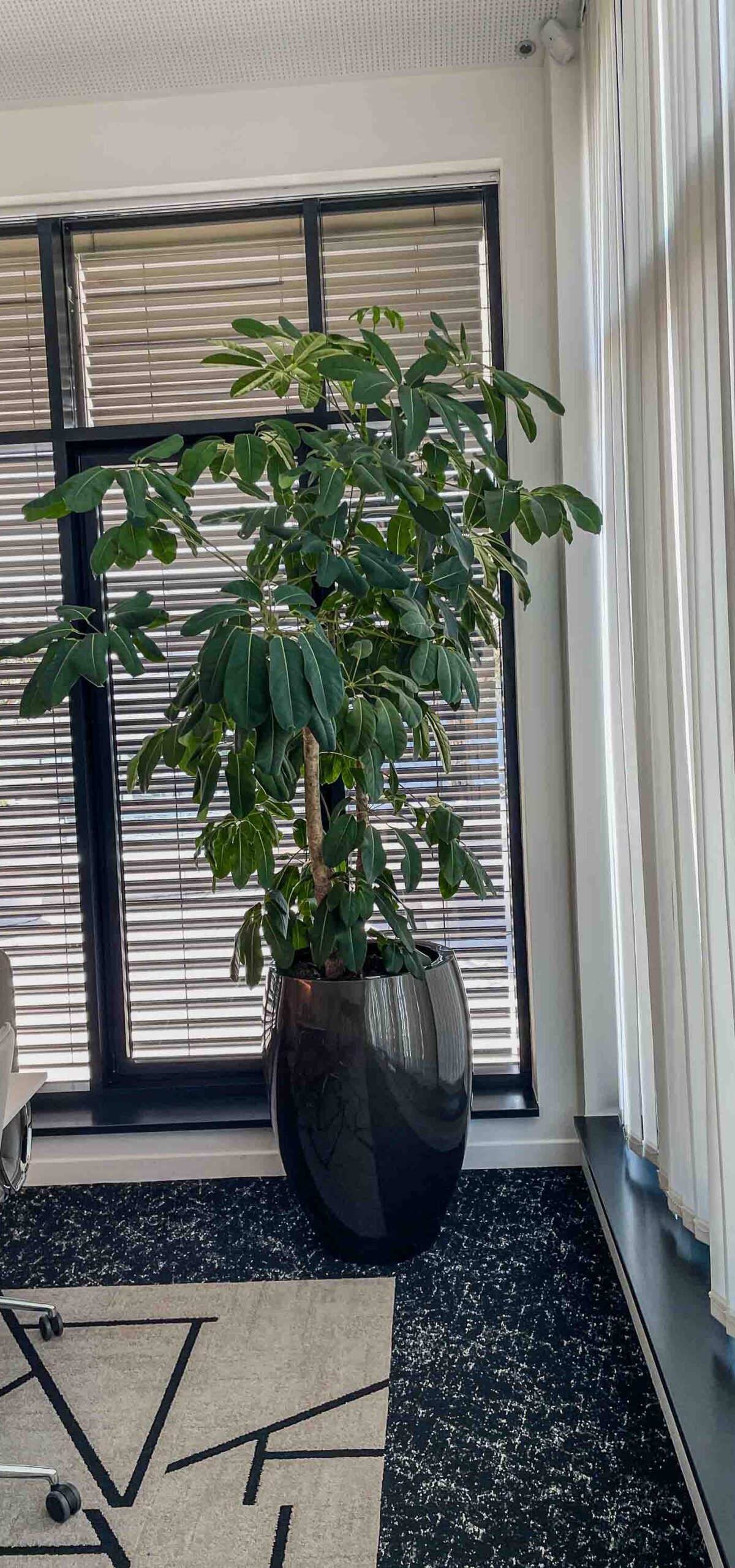 Plante verte dans un bureau moderne.