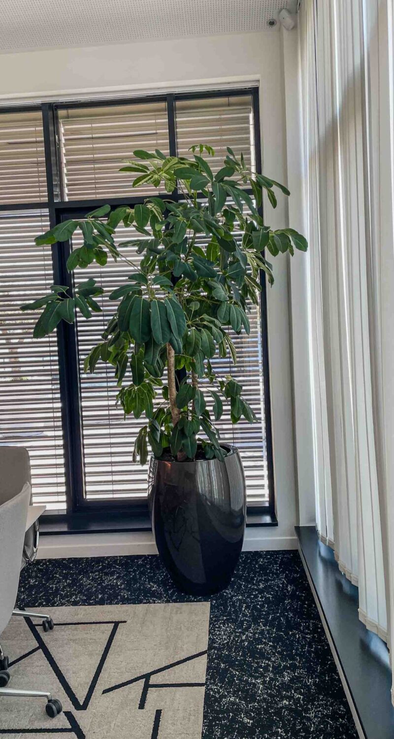 Plante verte dans un bureau moderne.