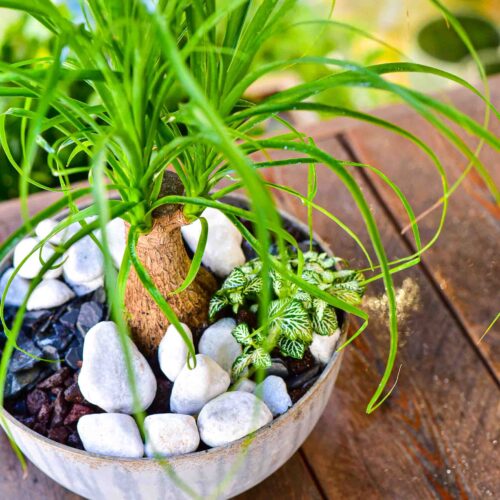 Composition de plantes dans un contenant original