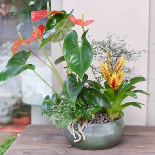 Composition de plantes exotique