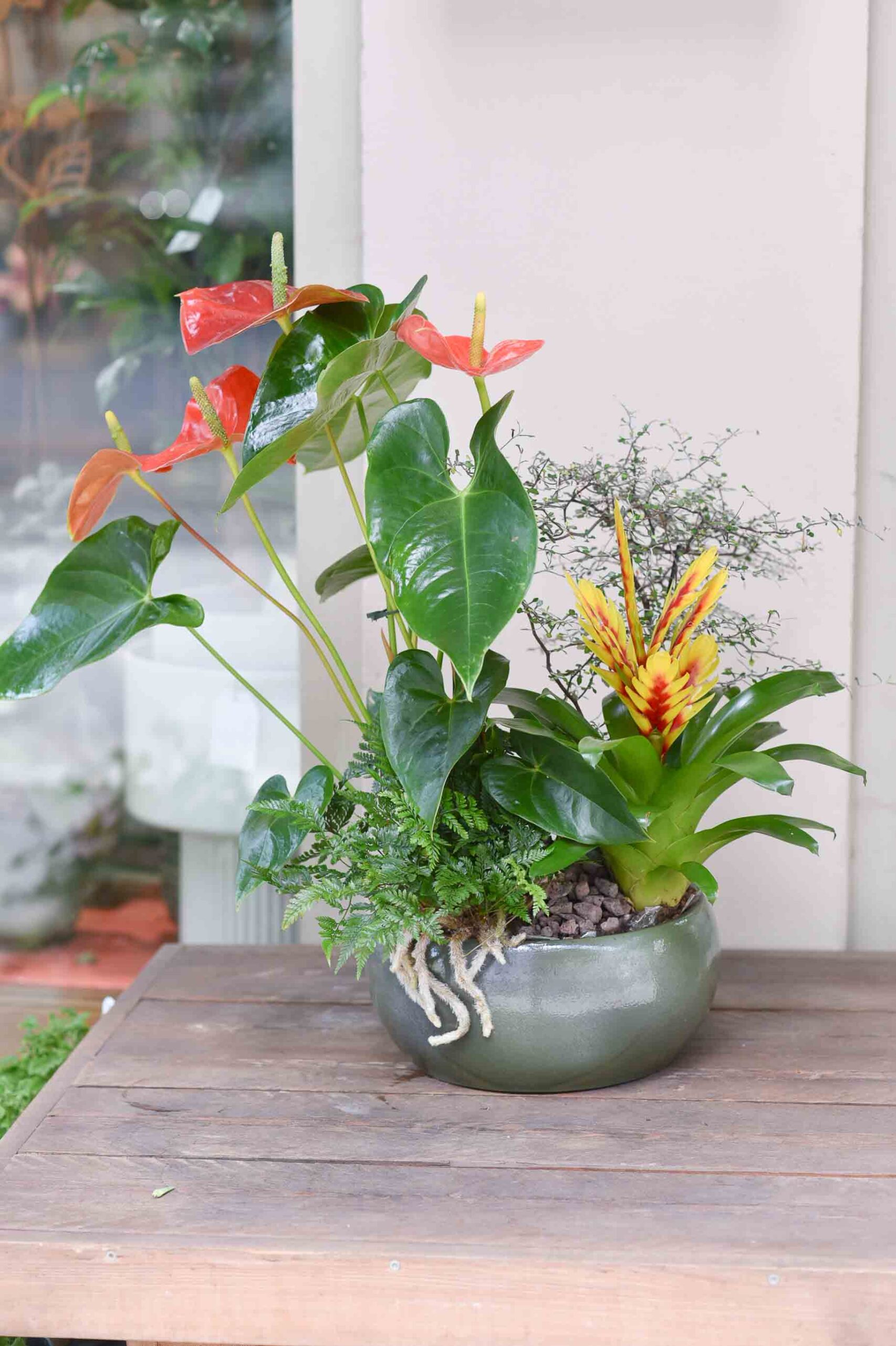 Plantes d'intérieur dans un pot décoratif.