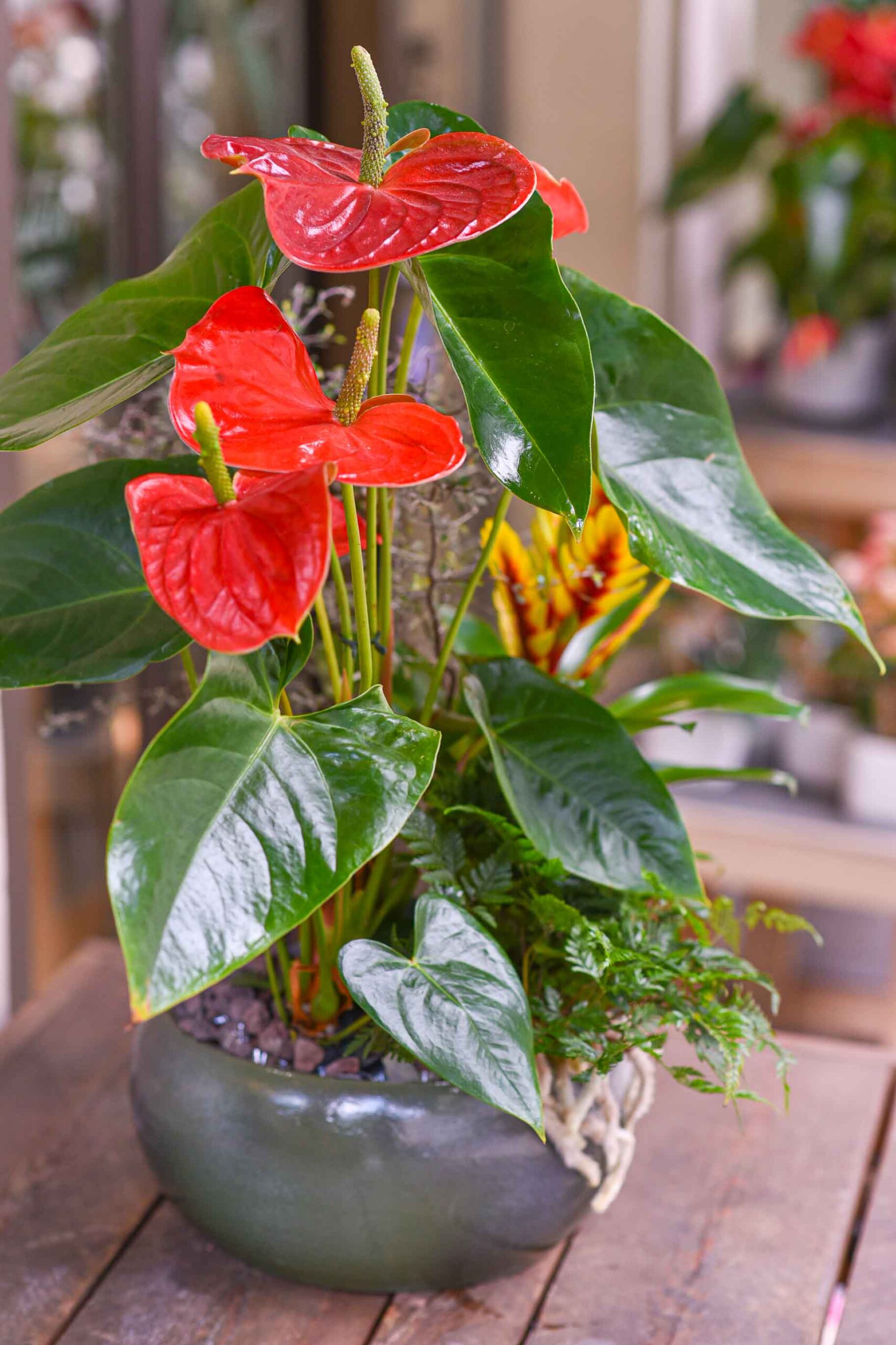 Plantes d'intérieur avec fleurs rouges.