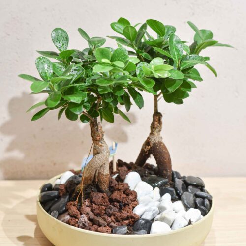 La Petite Forêt de Ficus Ginseng