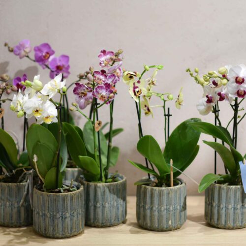 Une petite Orchidée pour un présent selon l'arrivage