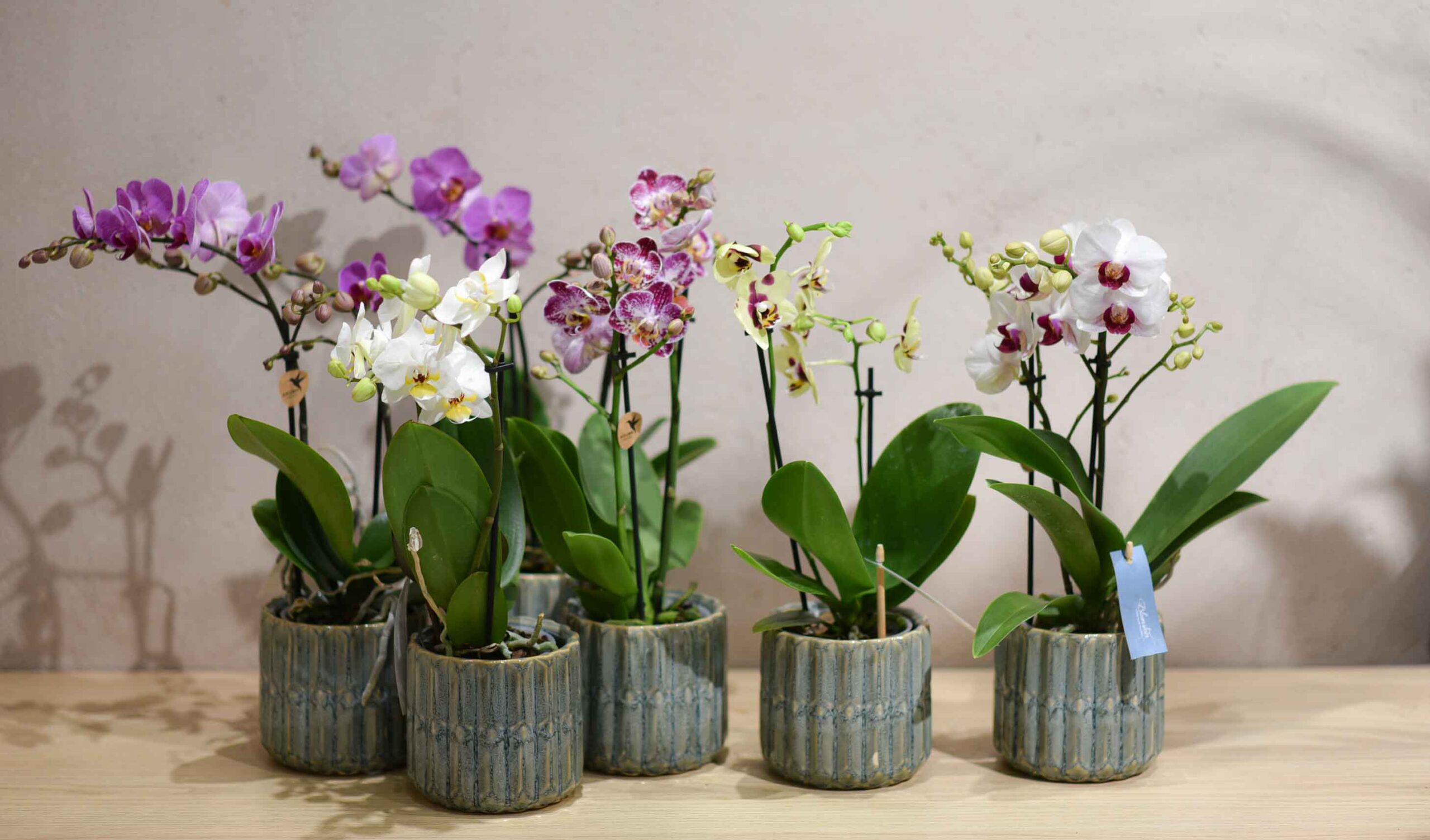 Une petite Orchidée pour un présent selon l'arrivage