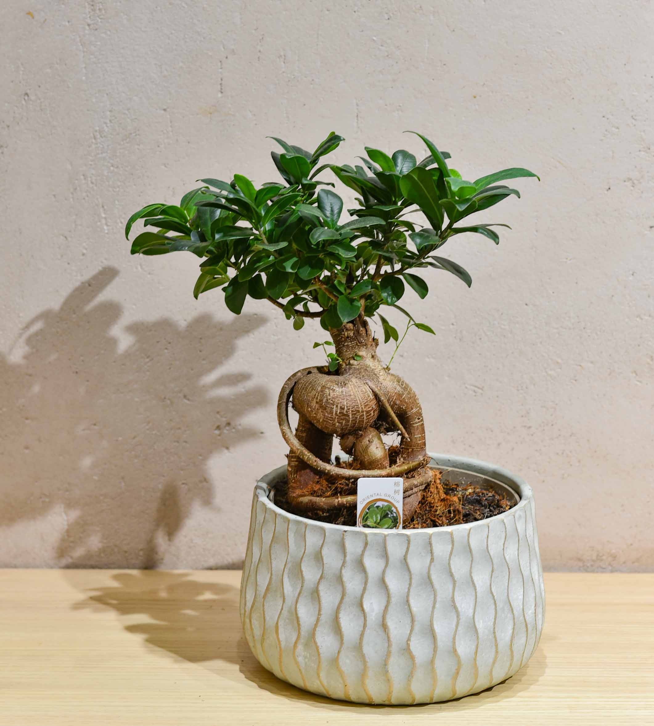 Les Ficus ginseng de différentes variante – Image 3