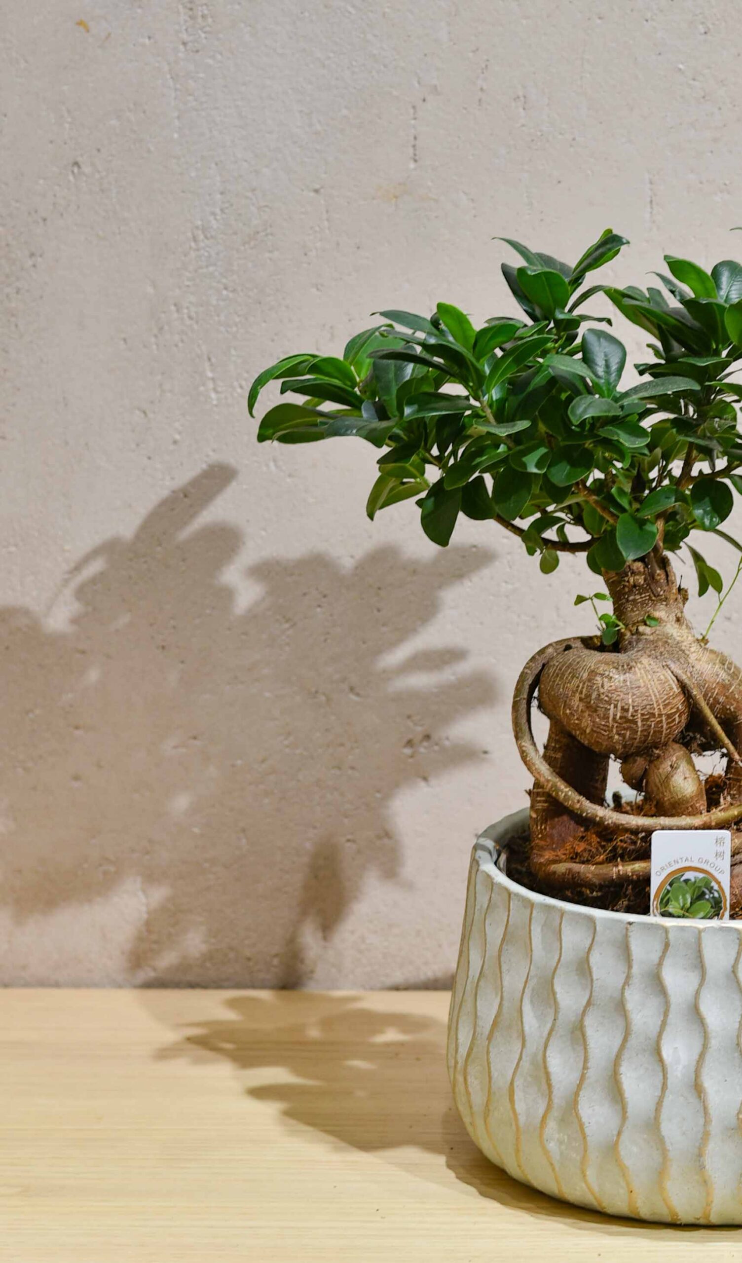 Les Ficus ginseng de différentes variante – Image 5
