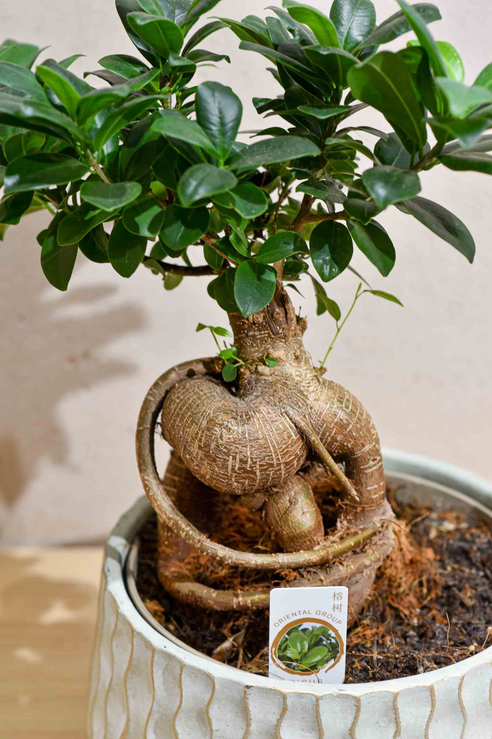 Les Ficus ginseng de différentes variante – Image 4