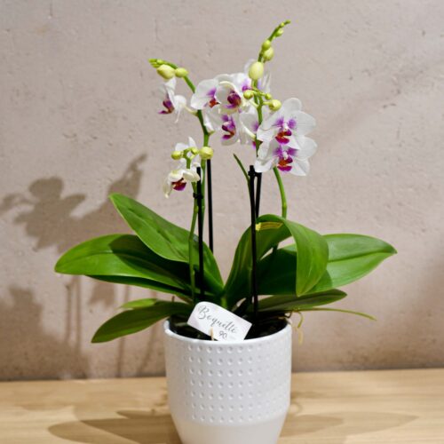 Une Orchidée blanche de petites fleurs et son cache-pot blanc