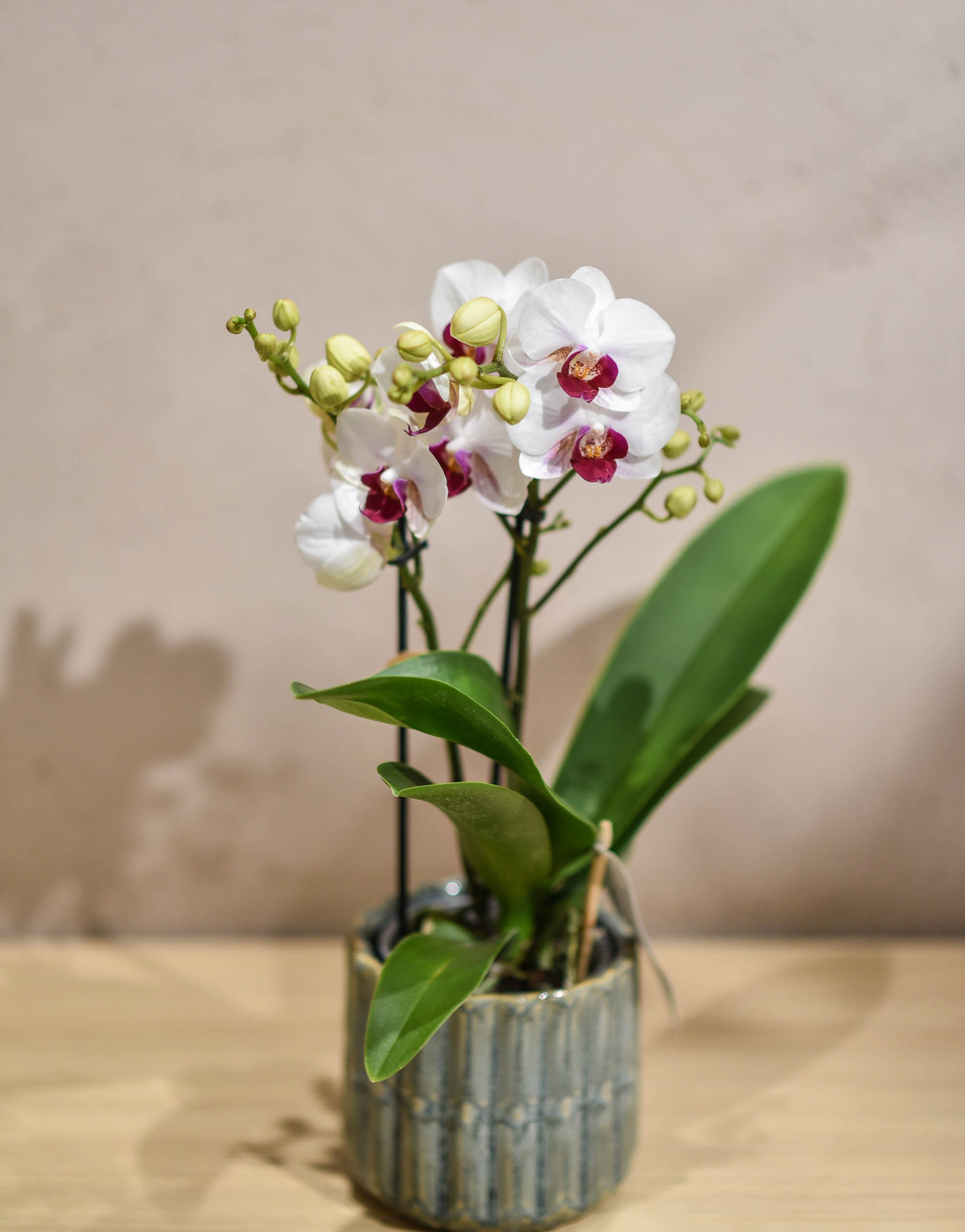 Une petite Orchidée pour un présent selon l'arrivage – Image 4